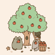 harvest apples