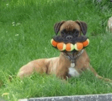 a boxer dog laying in the grass with a toy in its mouth