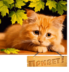 a cat is laying on a wooden table next to a sign that says " привет "