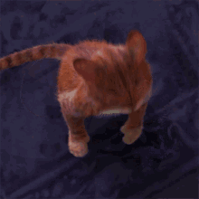 Meow Puss GIF - Meow Puss Puss In Boots The Last Wish GIFs