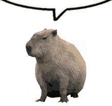 Capybara Text Baloon GIF