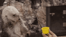 Otter Cup GIF - Otter Cup Drinking GIFs