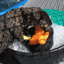 Otter Excited GIF - Otter Excited Quatse GIFs