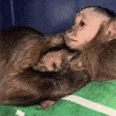 two monkeys are hugging each other while laying on a green blanket .
