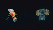 a fly holding a rubik 's cube next to a picture of a brain