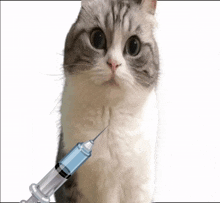 a cat with a syringe in its mouth looking at the camera