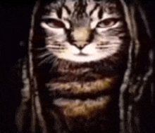 a close up of a cat 's face with dreadlocks .