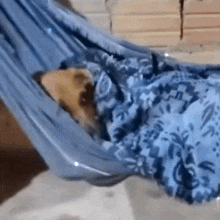 a dog is laying in a blue hammock covered in a blue blanket .