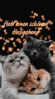 Cats Wishes GIF - Cats Wishes GIFs