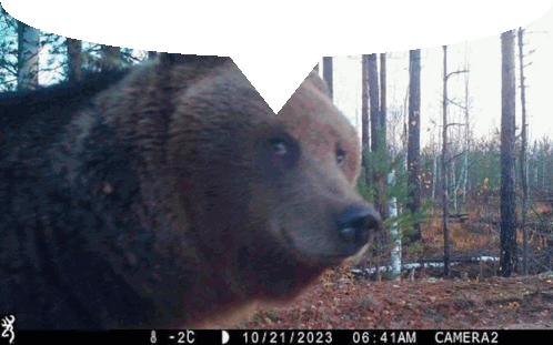 Bear Speachbubble Sticker - Bear Speachbubble Bear Speachbubble Stickers