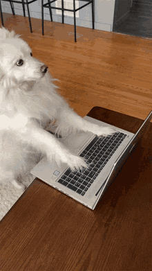 Business Dog Typing Dog GIF - Business Dog Typing Dog Cute GIFs