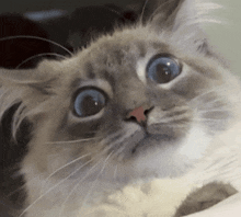 a close up of a cat with a surprised look on his face