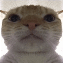 Rock Cat Eyebrow Cat GIF - Rock Cat Eyebrow Cat Meme GIFs