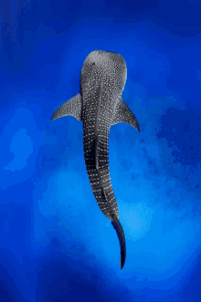 Shark Whale GIF - Shark Whale GIFs