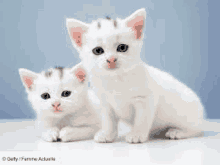 Chat GIF - Chat GIFs