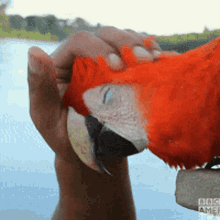Scarlet Macaw Birb GIF - Scarlet Macaw Birb Scratching Head GIFs