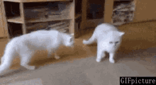 Cats Dogs GIF - Cats Dogs GIFs