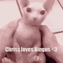 Chris Loves Bingus GIF - Chris Loves Bingus GIFs