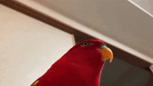 Bird Luyghing GIF - Bird Luyghing With GIFs
