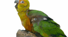 parrots parrot bird under my wing guarding