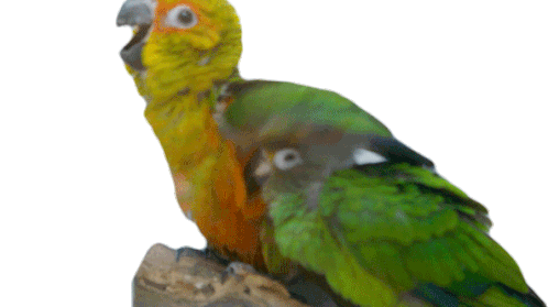 Parrots Bird Sticker - Parrots Parrot Bird Stickers