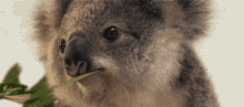 Koala Wink GIF - Koala Wink GIFs