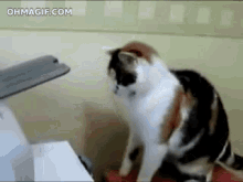 Cat Printer GIF - Cat Printer Fight GIFs
