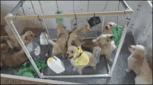 Puppies Dogs GIF - Puppies Dogs Playing GIFs