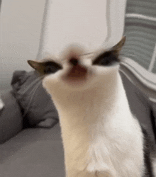 Cat Leak GIF - Cat Leak GIFs