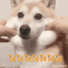 Doge Squishy GIF - Doge Squishy GIFs