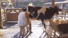 Tirando Leite Vaca GIF - Tirando Leite Vaca Vaca Leiteira GIFs