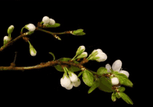 Blossom. GIF - Flower Flowers Blooming GIFs