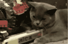 Cats Trains GIF - Cats Trains GIFs