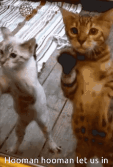Cats Let Us In GIF