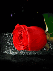 Nasserq Rose GIF - Nasserq Rose Flowers GIFs