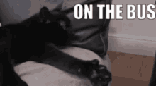 On The Bus Black Cat GIF - On The Bus Black Cat Cat GIFs