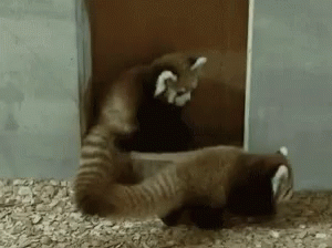 GIF of a red panda tackling another red panda