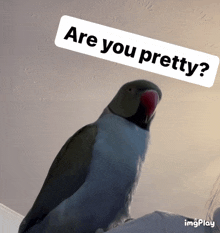 Are You Pretty Are You Pretty Parrot GIF - Are You Pretty Are You Pretty Parrot Beakerbeak GIFs