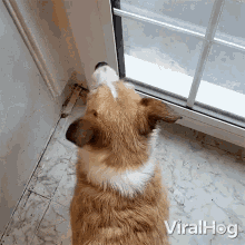 Please Open The Door Viralhog GIF - Please Open The Door Viralhog Dog Wanting To Go Outside GIFs