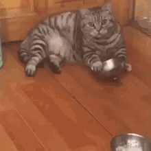GIF