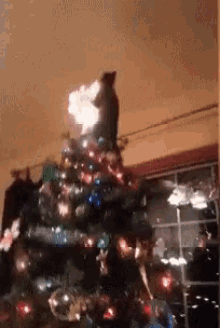 Christmas Fail Cat GIF - Christmas Fail Cat Fall GIFs