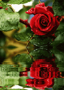 Red Rose Water GIF - Red Rose Water GIFs