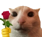 a cat is holding a banana and a red rose in front of its face .