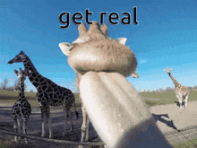 Giraffe Get Real GIF - Giraffe Get Real Lick GIFs
