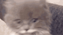 Rofida Luna GIF - Rofida Luna Kitten GIFs