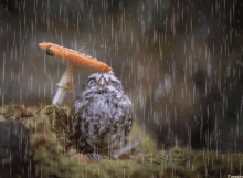 Owl In GIF - Owl In Rain GIFs