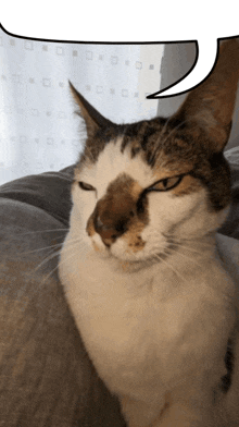 Cat Animal GIF - Cat Animal Meme GIFs