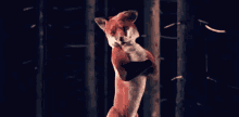 What Does The Fox Say Fox GIF