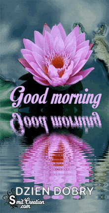 good morning lotus flower reflection water