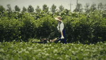 a woman wearing a hat is walking through a field of plants